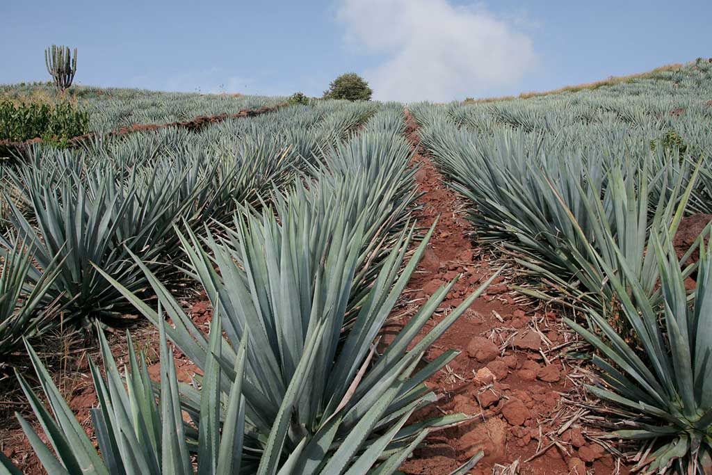Agave Tequila Jalisco plants photo